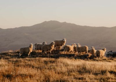 Our Wool Story