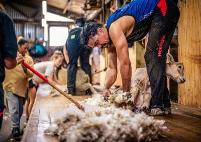 Sheep Shearing Canterbury New Zealand