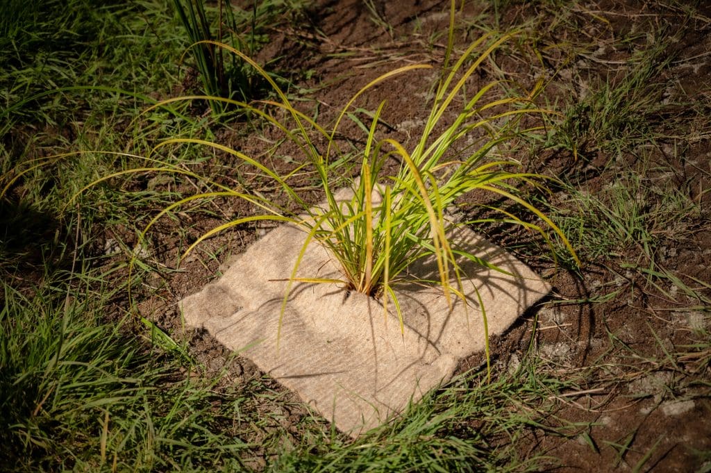 Dagmat Square wool weedmat with plant