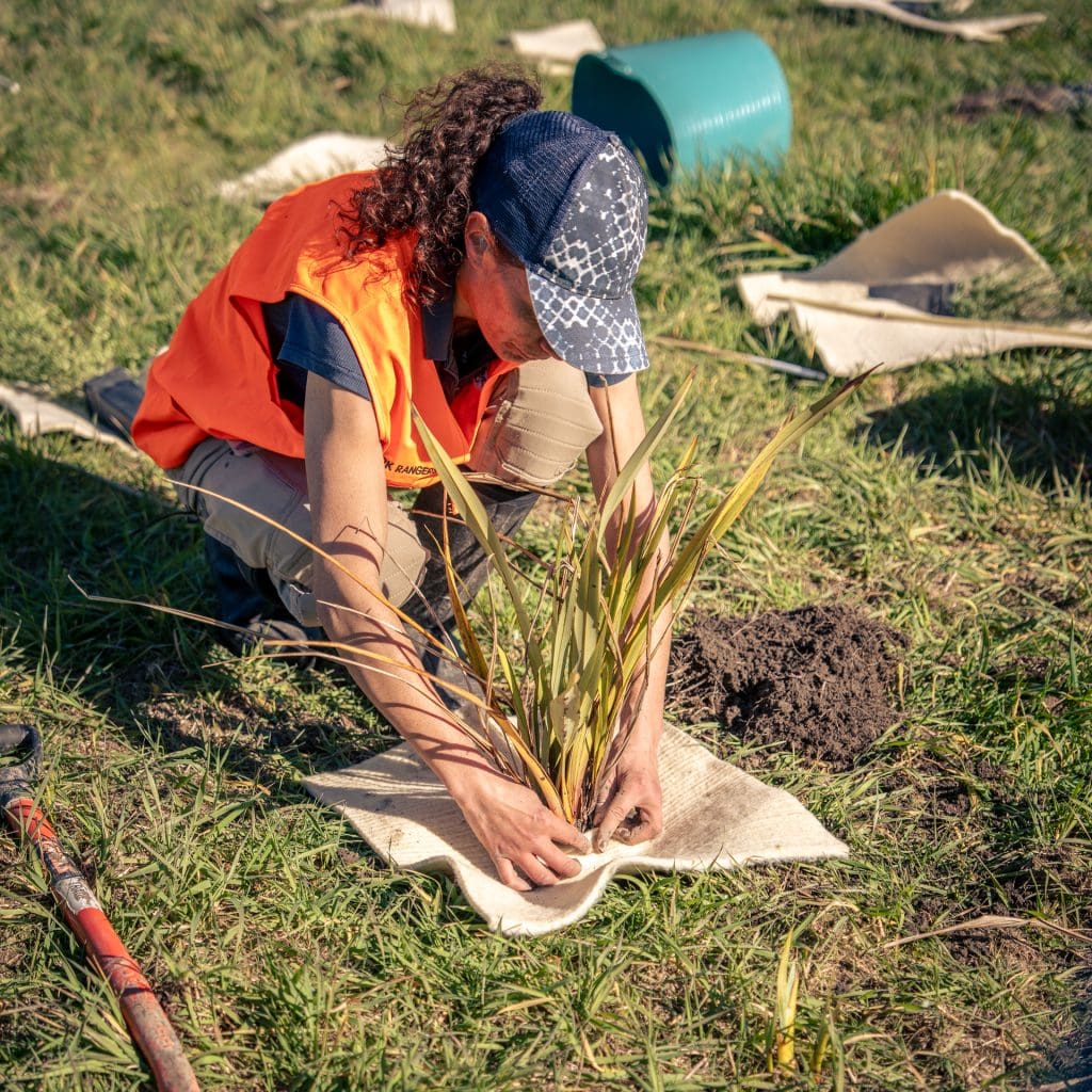 Dagmat wool weedmat planting