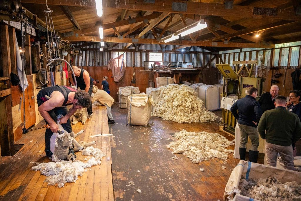 Sheep shearing on Banks Peninsula Farm for Terra Lana Wool insulation and weed matting