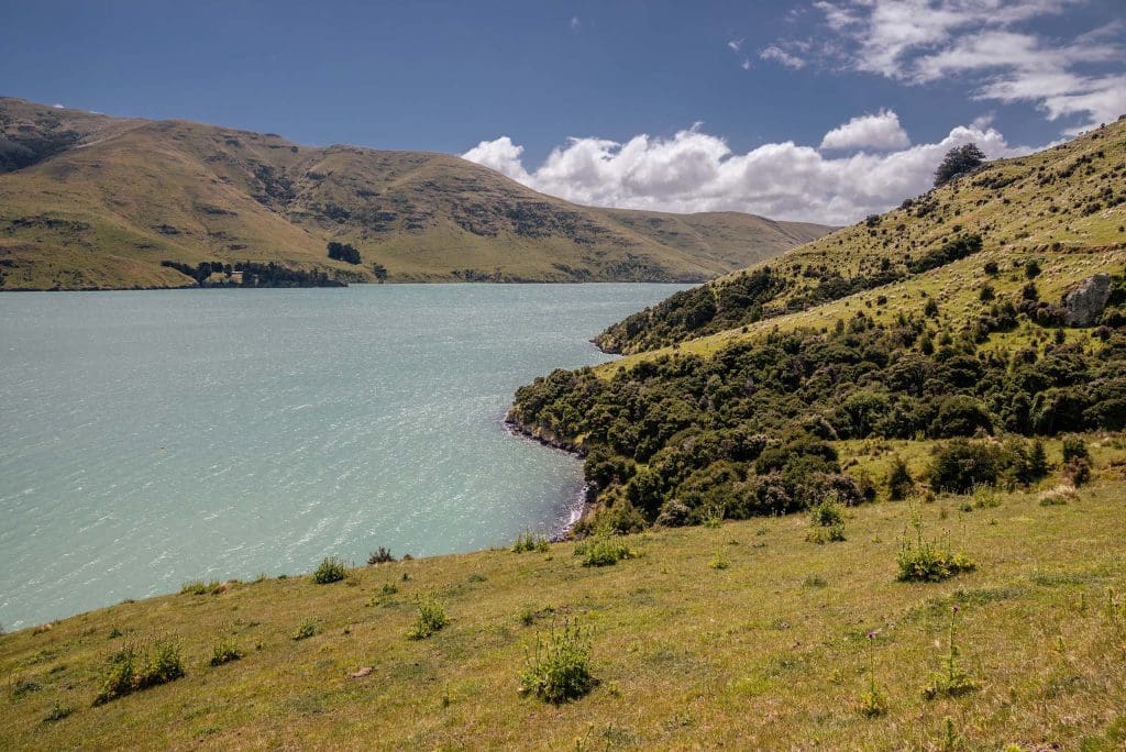 Sheep on Banks Peninsula Farm for Terra Lana Wool insulation and weed matting