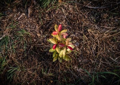 plant