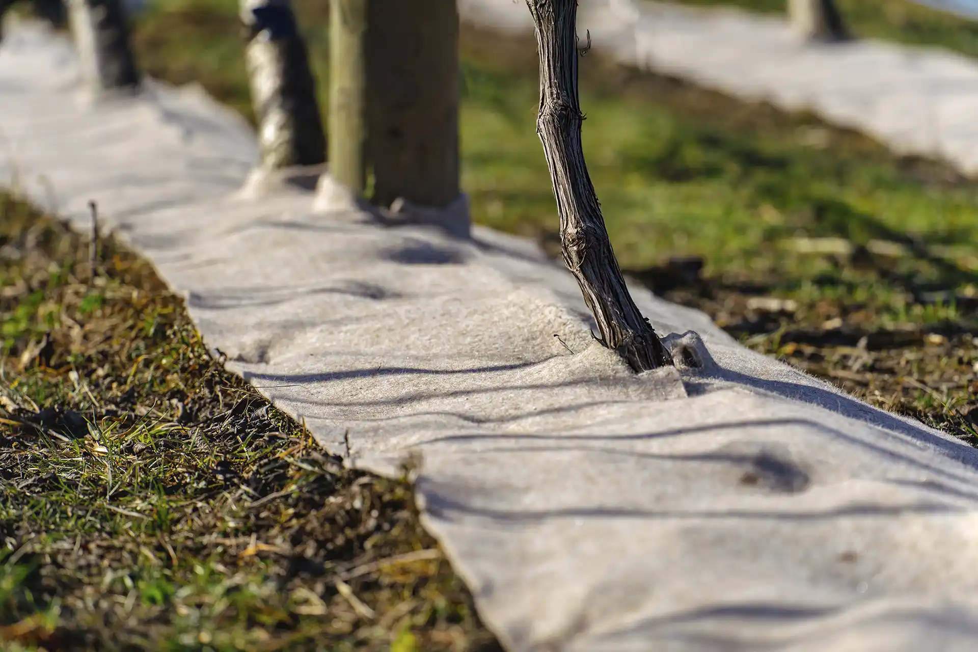 Terra Lana DAGMAT wool vineyard weedmat