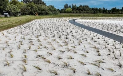 Biodegradable wool DagMat boosts plant growth in new wetland