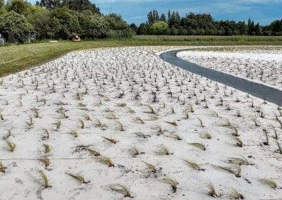 Biodegradable wool DagMat boosts plant growth in new wetland